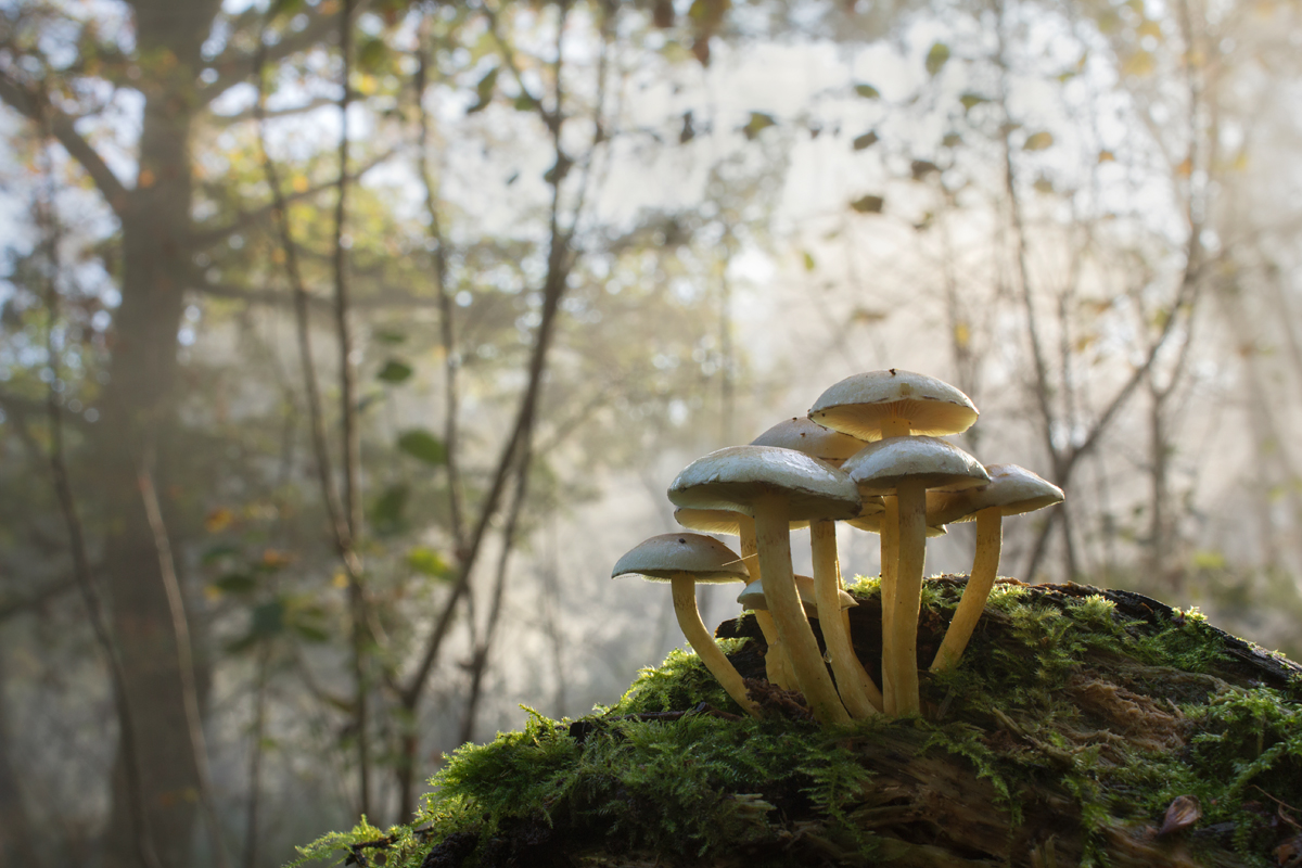 Fungi wideangle